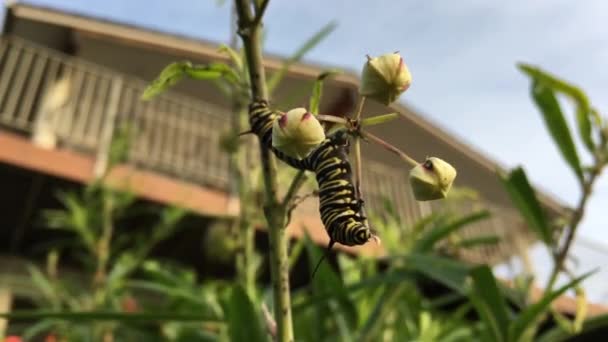 02 Monarch butterfly caterpillar rovar — Stock videók