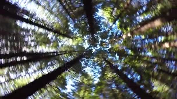 02 Swirling ağaçlar — Stok video
