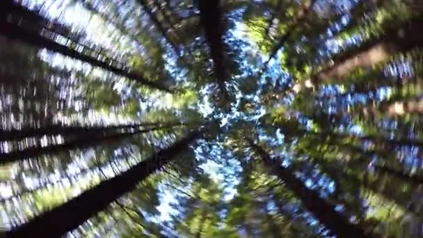 02 Swirling trees — Stock Footage 02 Swirling trees Stock Video