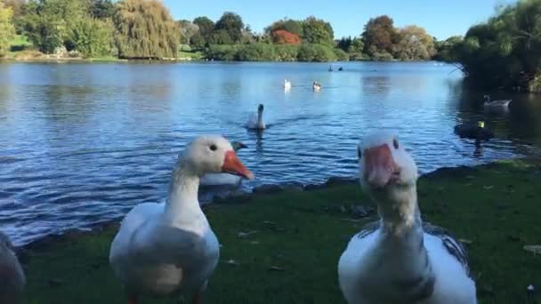 Aves acuáticas 4K en el parque Western Springs Auckland — Vídeo de stock