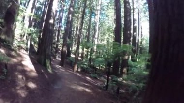 Bir kişinin POV Redwoods ormanda Yeni Zelanda zamları