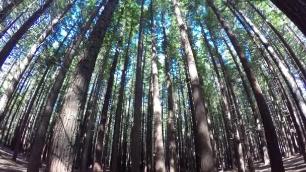 Gigantyczne sekwoje w lesie Nowa Zelandia — Wideo stockowe