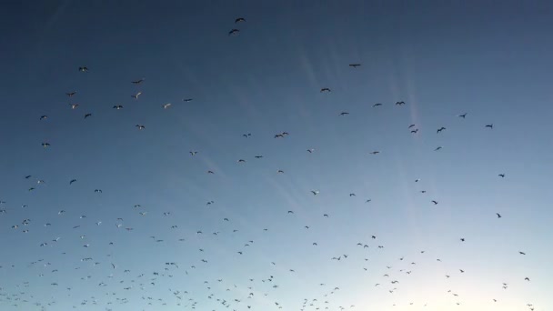 Beaucoup Doiseaux Vole Dans Le Ciel