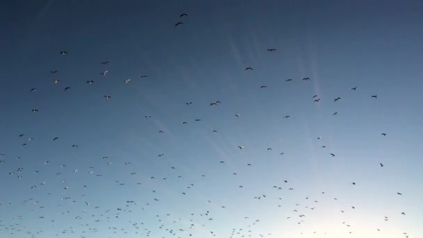 Багато птахів літають у небі — стокове відео