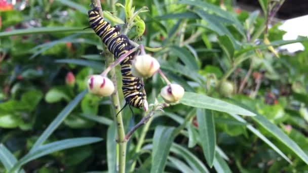 Monarch butterfly caterpillar rovar — Stock videók