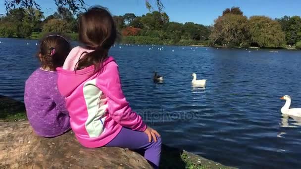 Hermanas observan aves acuáticas en un estanque — Vídeo de stock