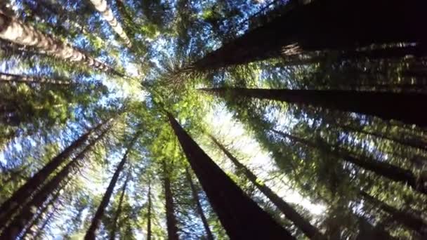 Swirling trees Dizzy, abstract, background, — Stock Video