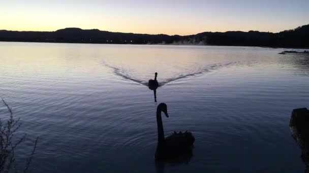 Twee zwarte zwanen zwemmen in Rotorua Lake — Stockvideo