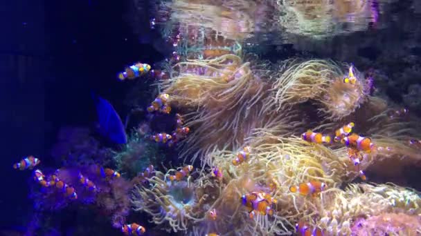 Peixe-palhaço anemonefish nadar debaixo de água — Vídeo de Stock