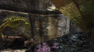 Yeşil deniz atı yüzmek