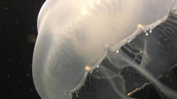 Luna medusas nadar movimiento bajo el agua — Vídeos de Stock