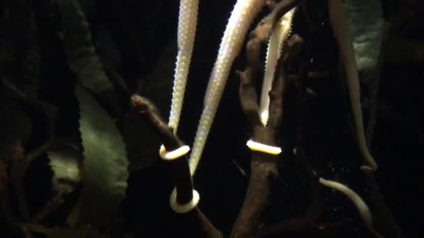 Peces aguja blanco Caballito de mar — Vídeo de stock
