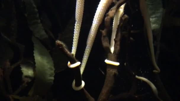 Beyaz deniz atı Pipefishes — Stok video