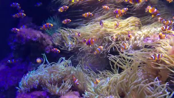 Los peces tropicales nadan bajo el agua 02 — Vídeos de Stock