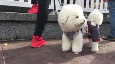 Kaniş köpek oyuncak