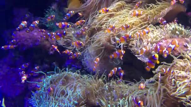 Тропические Рыбы Плавают Водой Коралловом Рифе — стоковое видео