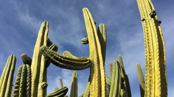 Stenocereus thurberi Cactus Organpipe — Vídeos de Stock