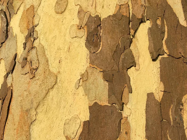 Eucalyptus Gum tree background — Stock Photo, Image