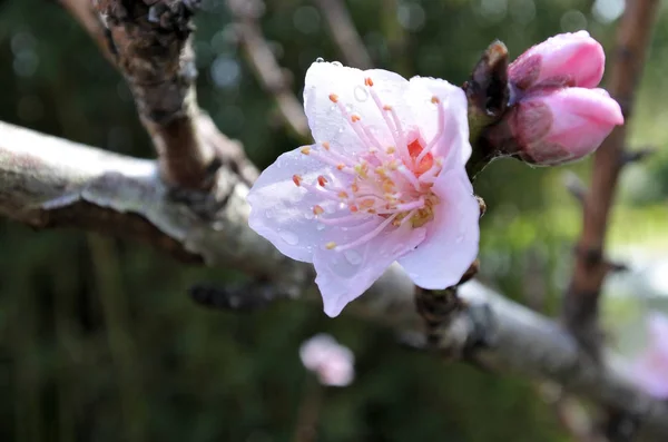 Almond tree blossom — Stock Photo, Image