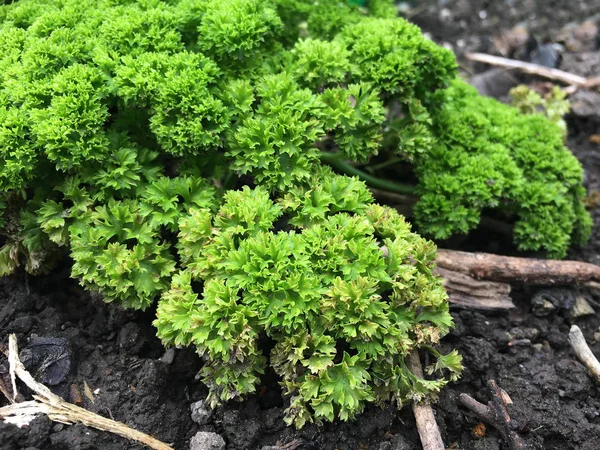 花园欧芹植物 — 图库照片