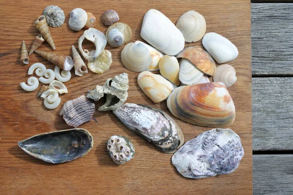 从海滩上选择贝壳 — 图库照片
