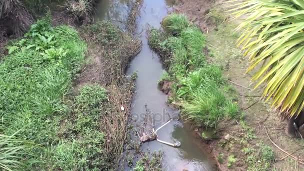 Verschmutzung von Flüssen und Wasserläufen in Neuseeland — Stockvideo