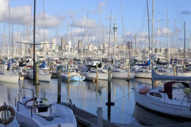 Manzaralı Westhaven Marina Auckland Yeni Zelanda