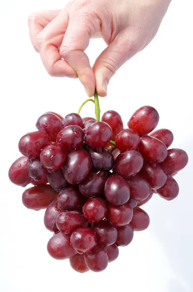 Femme main tient une grappe de raisins — Photo