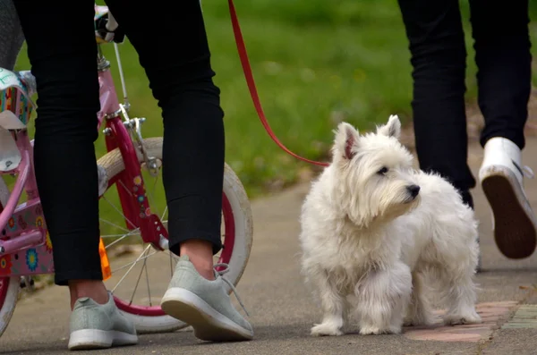 White Terrier on a leash in the park — Stock Photo, Image