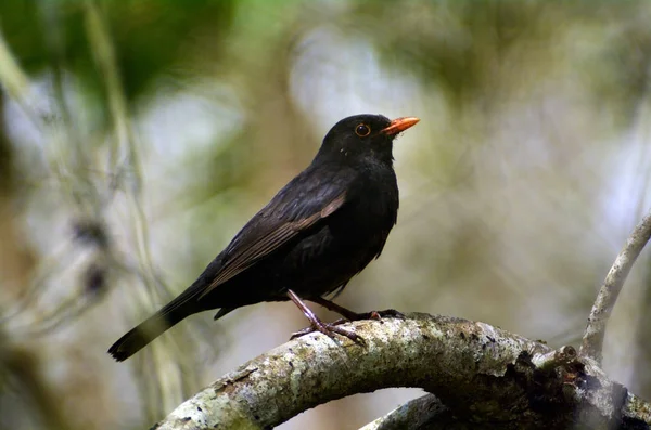 Male common blackbird — Stock Photo, Image