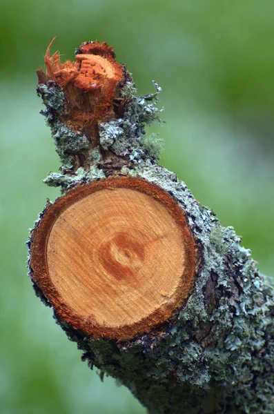 Rama cortada de un árbol — Foto de Stock