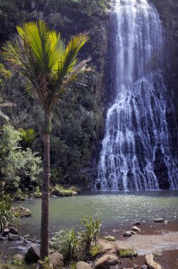 Vertical view of Karekare Falls New Zealand clipart