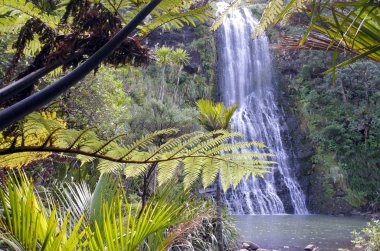 Karekare Falls as seeing through native bush of New Zealand  clipart