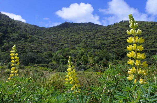 Flores amarelas de Lupinus florescendo na Nova Zelândia — Fotografia de Stock