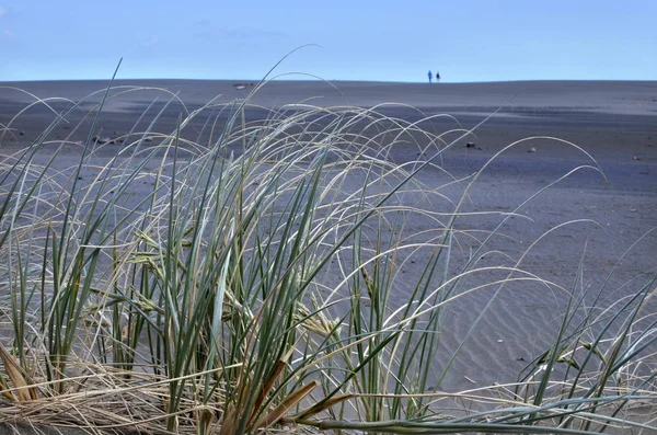Spinifex sericeus wächst am Strand von Karekare — Stockfoto