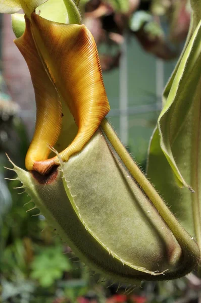 Nepenthes Rajah Lanzador planta de trampa voladora carnívora — Foto de Stock