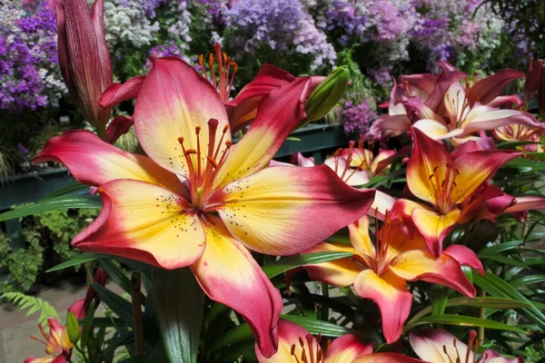 Red and yellow lily flower — Stock Photo, Image