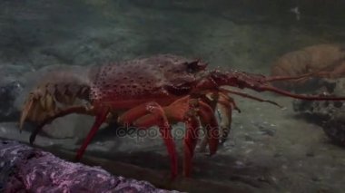 California spiny ıstakoz bir
