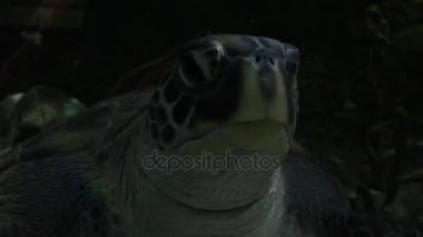 Deniz kaplumbağası