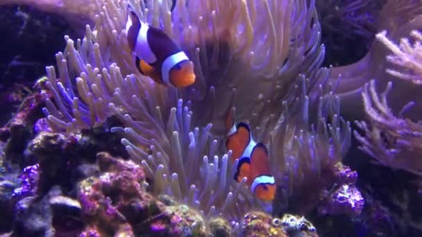 Un par de peces payaso Ocellaris — Vídeo de stock