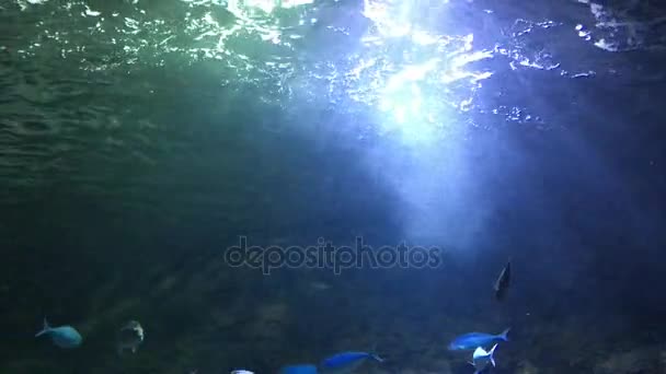 海カメ — ストック動画
