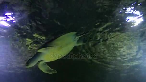 Meeresschildkröte — Stockvideo
