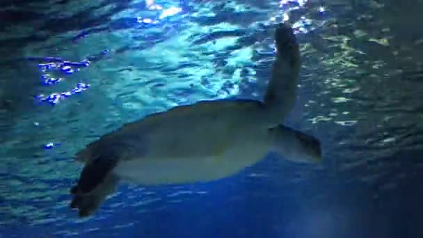 Морська черепаха — стокове відео