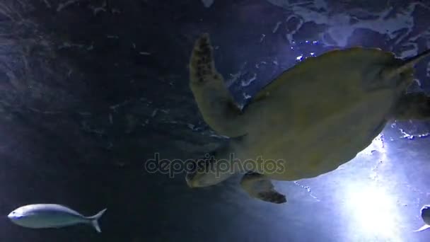 Marine zeeschildpad — Stockvideo