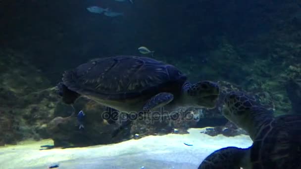 Морская черепаха — стоковое видео
