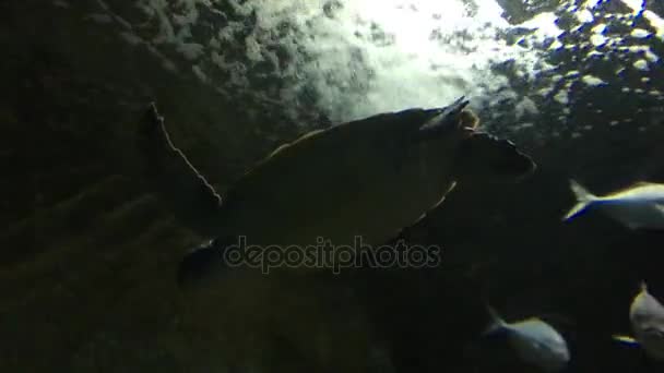 Marine mořská želva — Stock video