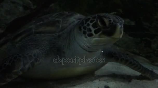 Marine zeeschildpad — Stockvideo