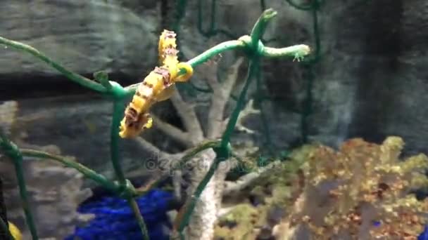 L'hippocampe jaune nage sous l'eau — Video
