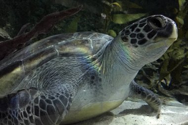 Hawksbill Marin deniz kaplumbağası