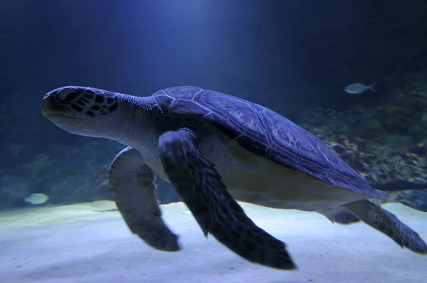 Marin zee karetschildpad — Stockfoto